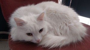 Создать мем: кошка белая, нашлась кошка белая пушистая, порода турецкая ангора