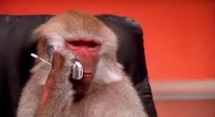 Создать мем: оспа обезьяны, мартышка с телефоном, обезьянки
