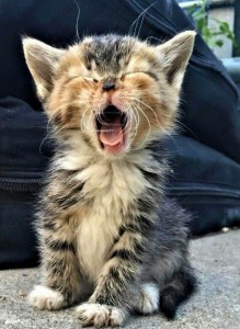 Создать мем: зевающий котенок, смешной котяра, милые котики смешные