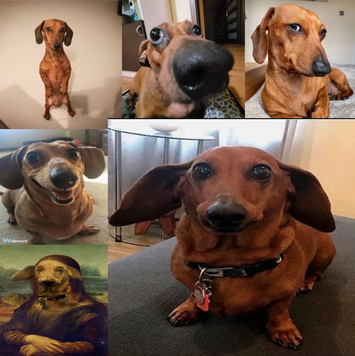 Create meme: fat dachshund, Dachshund meme, Dachshund red