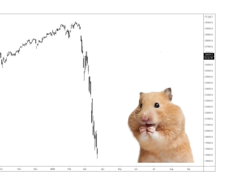 Create meme: hamster on white background, hamster memes, hamster 
