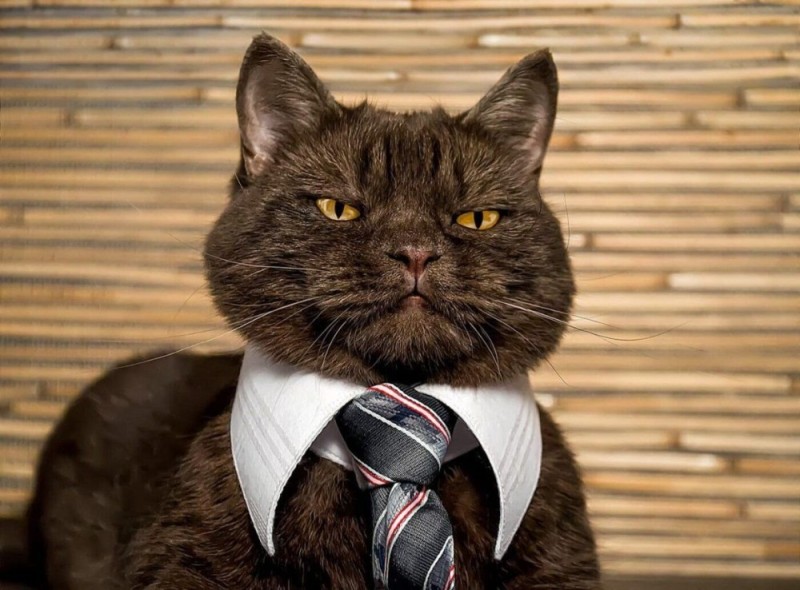 Создать мем: кот босс, солидный кот, кот с галстуком