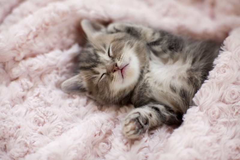 Create meme: cute kittens, cats are cute, sleeping cat
