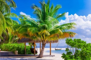 Create meme: tropical beach, sea beach palm trees, beach palms