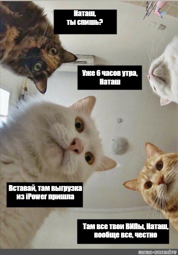 4 утра наташ вставай. Мем с котами и Наташей. Наташа вставай коты. Наташа и коты мемы. Мем с котиками Наташа вставай.