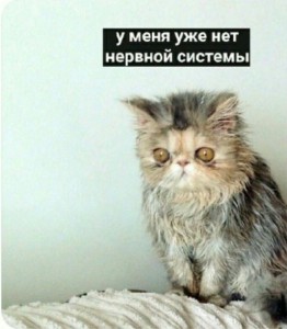 Create meme: Kote, Persian cat, sleepy cat