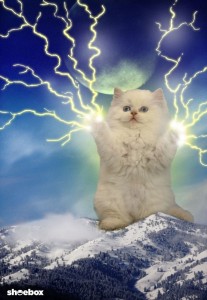 Create meme: funny cats, cat, cat God