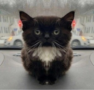Create meme: funny black cat, cat meme, cat