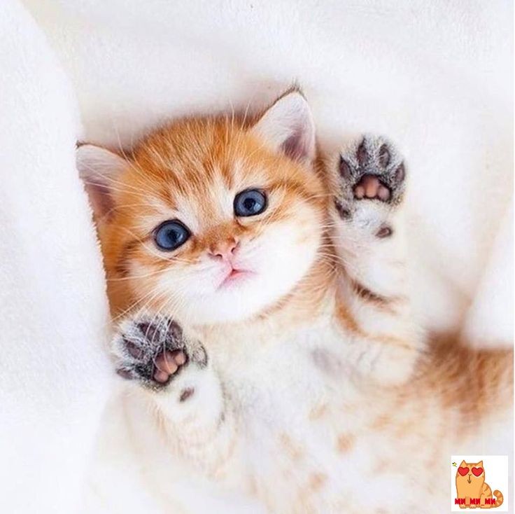 Create meme: cute cats , cute red kitten, cutest cats