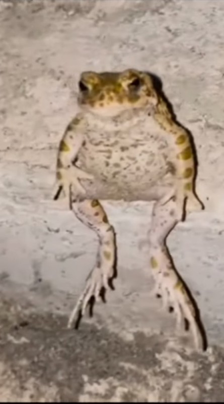 Создать мем: обыкновенная жаба паротиды, жаба, жаба серая