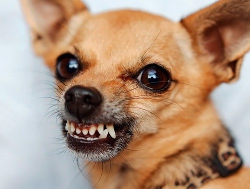 Create meme: chihuahua is evil, Chihuahua's grin, chihuahua