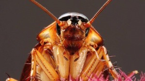 Создать мем: cucaracha, cockroach meme, видеть во сне много тараканов что значит