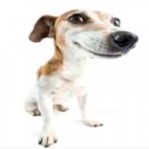 Create meme: Russell Terrier, dog Jack Russell, Jack Russell Terrier