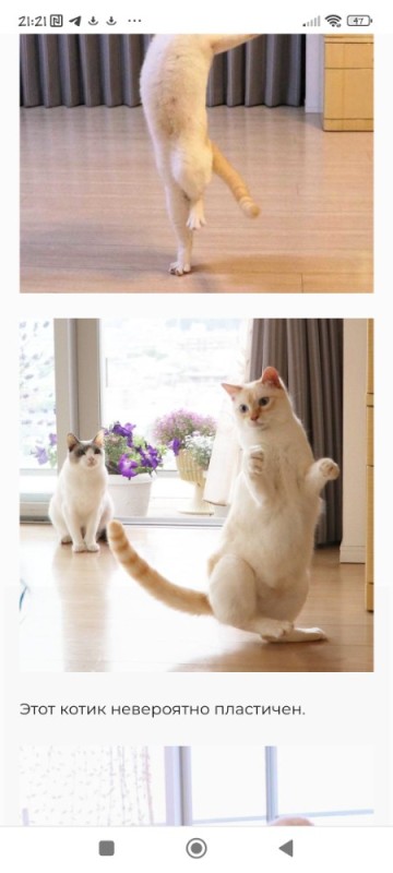 Create meme: the dancing cat, dancing cat, dancing cat chaco from japan