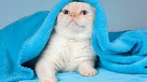 Create meme: blanket, little kitten, Scottish fold red point