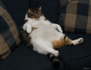 Create meme: Fat cat I am the king 