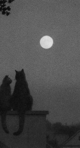 Создать мем: иллюстрация кошка, кот под луной, луна кошка