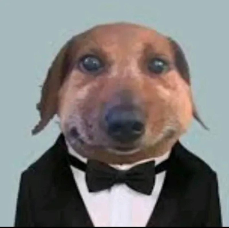 Create meme: Dachshund meme, pasha dachshund, dog 