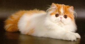 Create meme: exotic longhair cat, Persian cat, the Persian breed