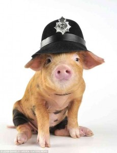 Создать мем: свинья, funny pig, pig