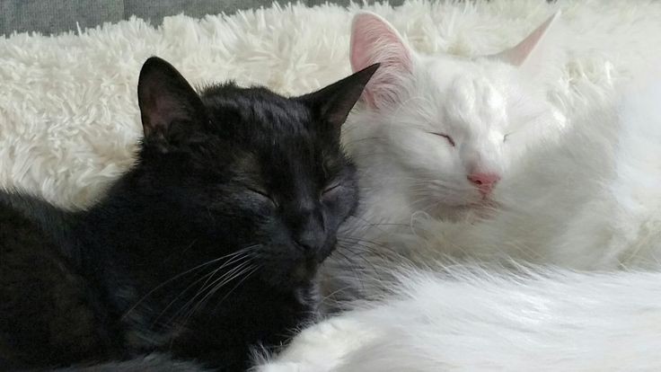 Создать мем: черная кошка, кошка, черная и белая кошка вместе