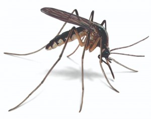 Создать мем: комар евгений, муха насекомое, насекомые комар