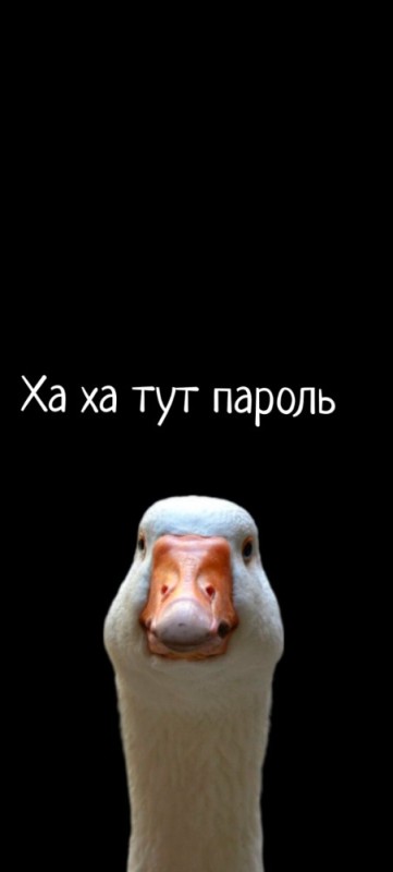 Create meme: evil goose , the goose is beautiful, goose funny