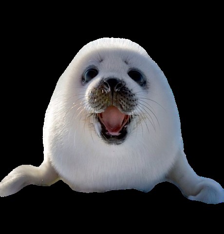 Create meme: seal seal, Nerpa Baikal white, white seal