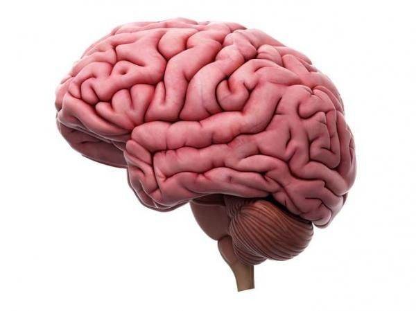 Создать мем: человеческий мозг, мозг анатомия, мозг человека анатомия