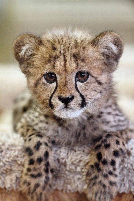 Create meme: Cheetah cub, cheetahs, cheetah is small