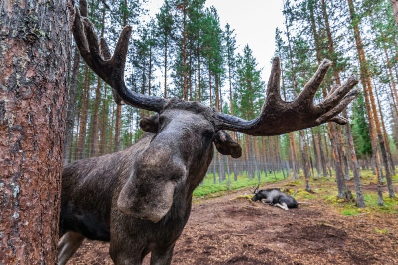 Создать мем: antlers, moose, лось большой