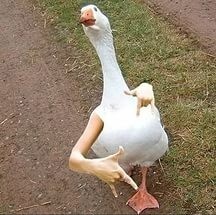 Create meme: sect goose picture, goose, goose