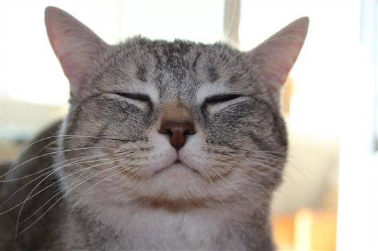 Create meme: the cat is cunning, sneezing cat, happy cat