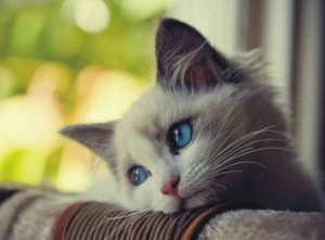 Создать мем: фото с котенком я скучаю, грустный котик, грустный котенок ждет