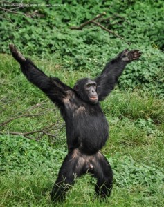 Создать мем: шимпанзе, шимпанзе обыкновенный, картинки шимпанзе