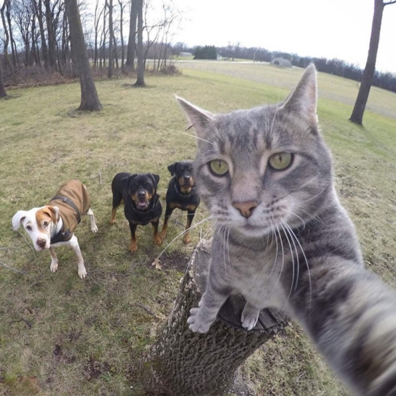 Create meme: selfie cat, selfie animals , cat Manny