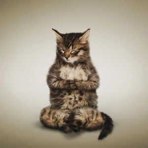 Создать мем: кошка, картинки коты и медитация, кот медитирует фото