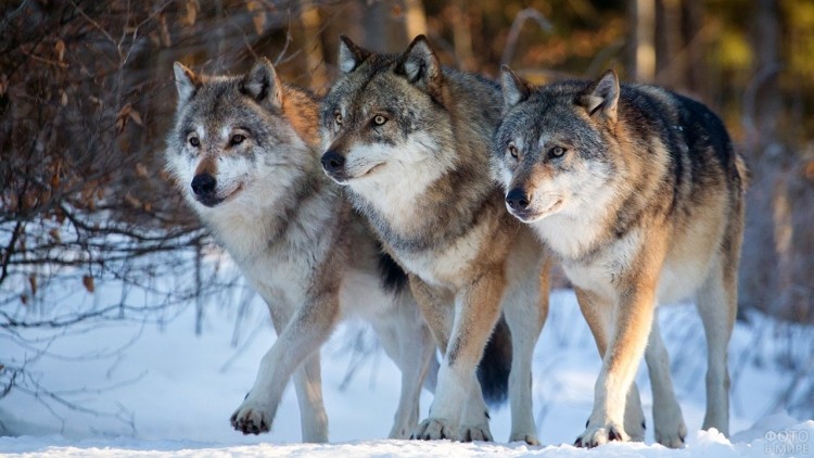 Create meme: wolf wolf, siberian wolf, grey wolf 