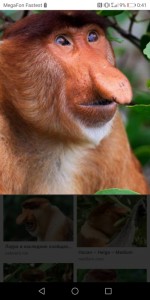 Создать мем: обезьяна носач рисунок, носач, или кахау, носатая обезьяна