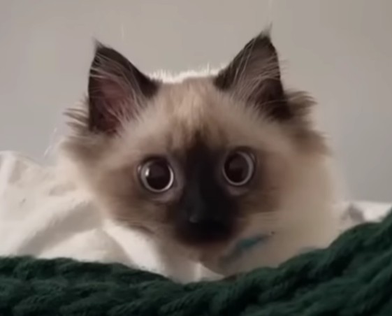 Create meme: siamese fluffy cat, Siamese cat , fluffy siamese cat