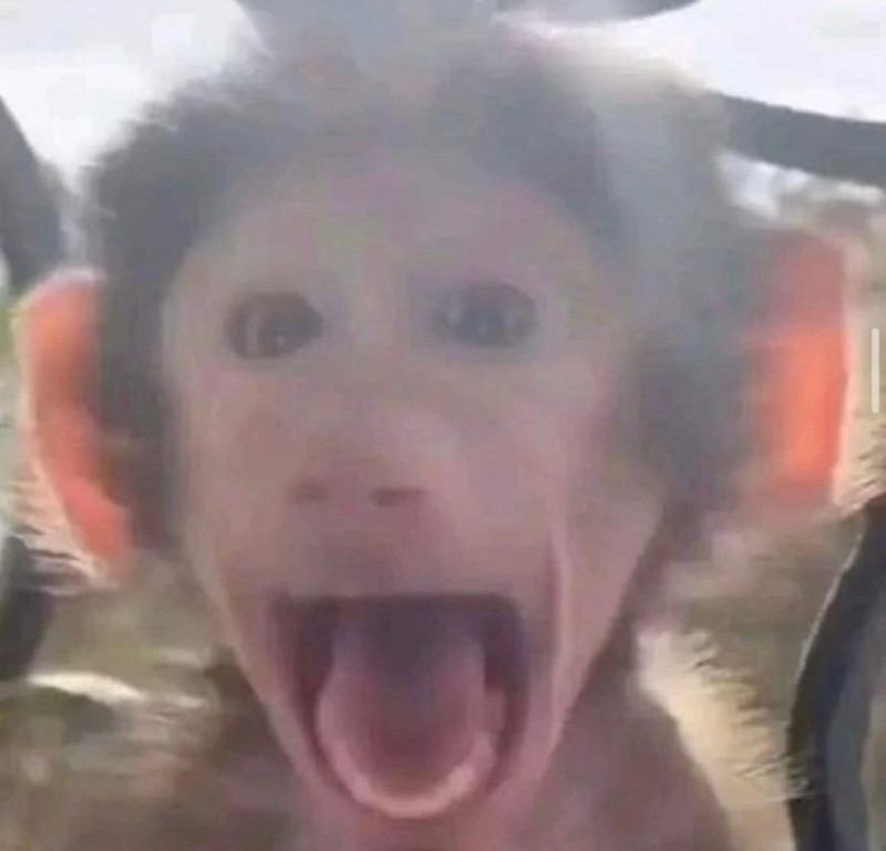 Создать мем: смешные животные, маленькая обезьянка, обезьяна