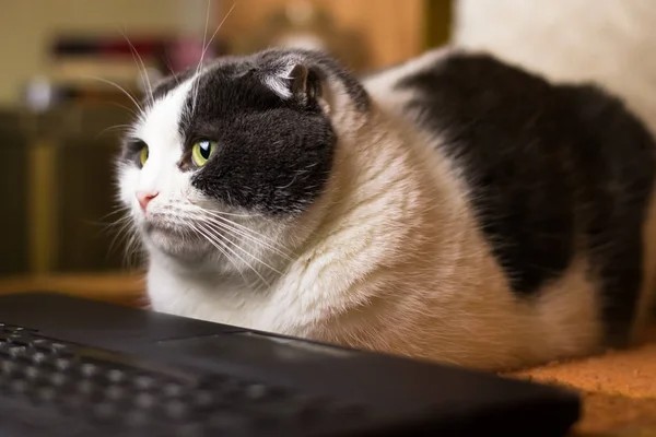 Создать мем: занятой кот, кошка, котик с компьютером