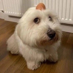 Create meme: white Terrier