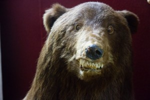 Create meme: ursus arctos, the bear mauled the mushroom, payment of the Siberian bear