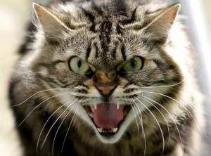 Create meme: a rabid cat, evil cat, the cat hisses