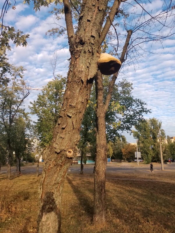 Create meme: pyramidal poplar, two trees, the tree is old