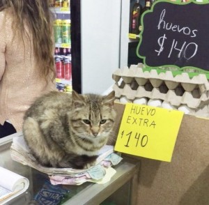 Создать мем: кот на кассе, кошечка, кошка в магазине