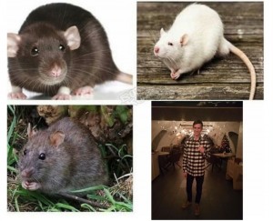 Create meme: kinds of rats meme, mouse rat, kinds of rats