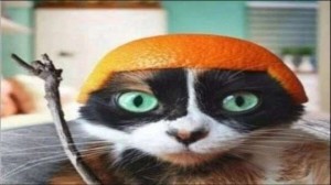 Создать мем: кот с апельсином на голове, мультфильм дом 2015 хрюня, канал сливки шоу