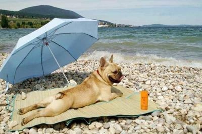 Create meme: dog , fat dog on the beach, a dog in the heat